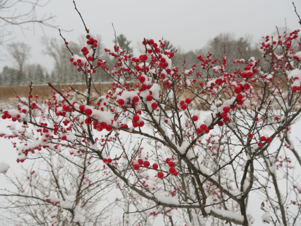 Berry Heavy® Winterberry Holly (Ilex verticillata &