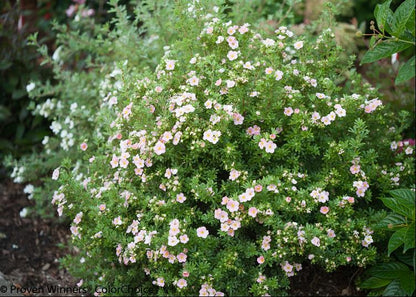 Proven Winners® Color Choice® Happy Face® Pink Paradise Cinquefoil (Potentilla fruticosa &