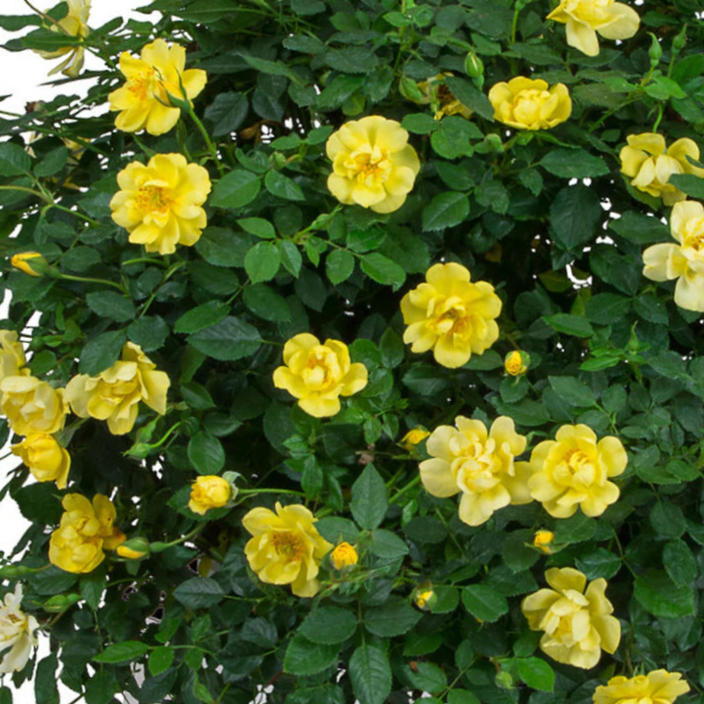 Rose Oso Easy Lemon Zest®  (Rosa &