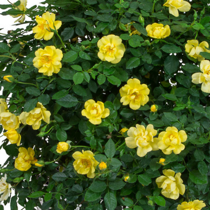 Rose Oso Easy Lemon Zest®  (Rosa &