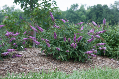 Proven Winners® Color Choice® Lo &amp; Behold® Pink Micro Chip Butterfly Bush (Buddleia &