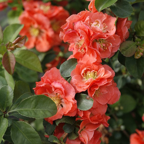 Double Take® Peach Quince (Chaenomeles S &
