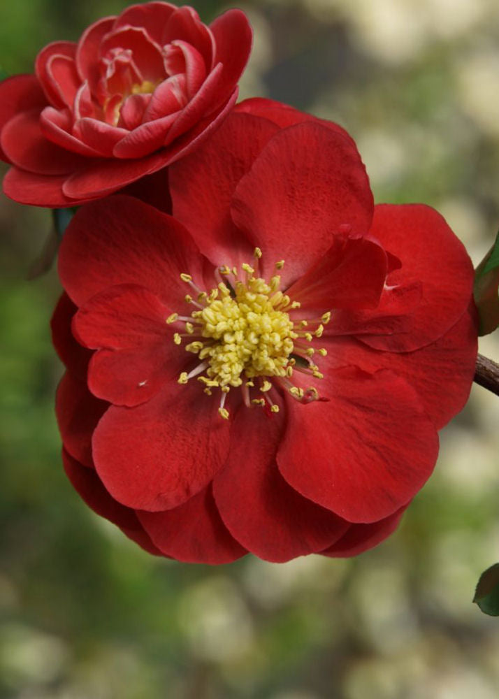 Proven Winners® Color Choice® Double Take Scarlet™ Quince (Chaenomeles speciosa &