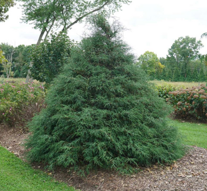 Haywire™ falsecypress (Chamaecyparis &