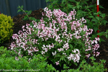Yuki Cherry Blossom® Deutzia (Deutzia yuki &