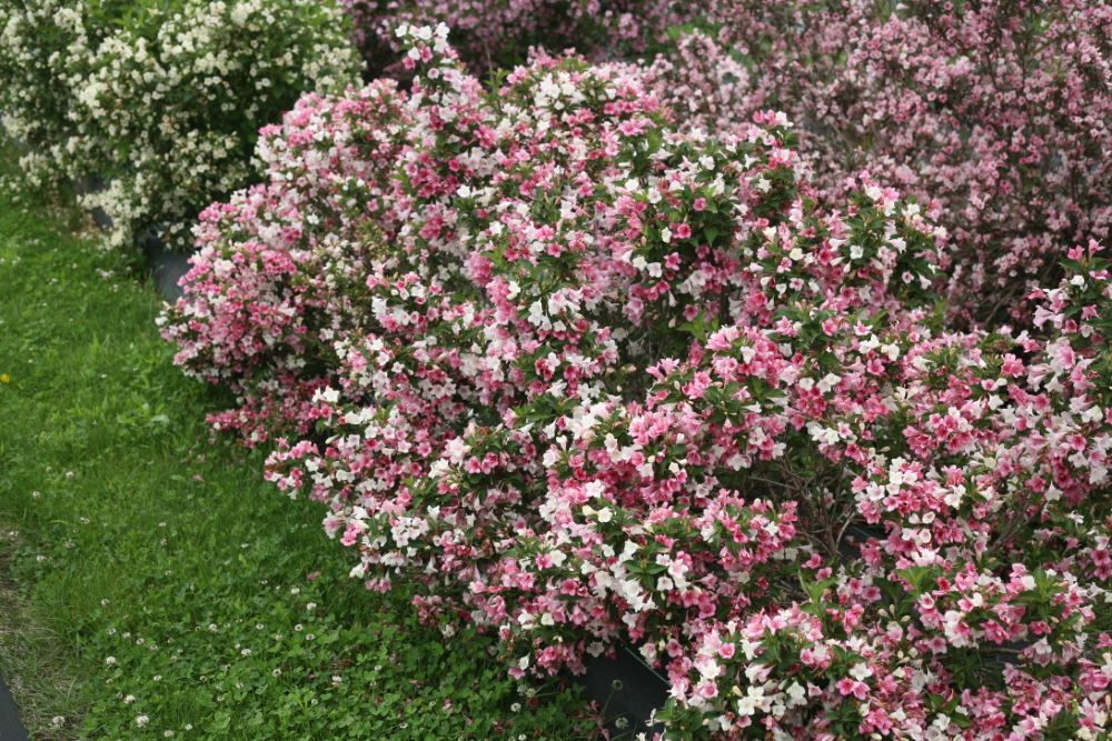 Proven Winners® Color Choice® Czechmark Trilogy® Weigela (Weigela FLORIDA &
