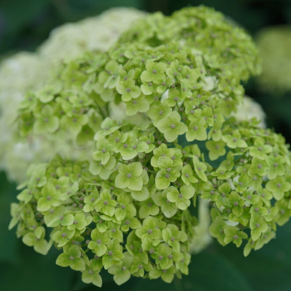 Invincibelle Sublime™ Smooth hydrangea (Hydrangea arborescens &