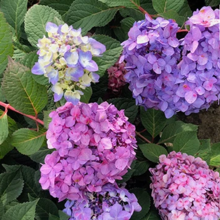 Hydrangea M. Let’s Dance Big Band® (Hydrangea macrophylla &