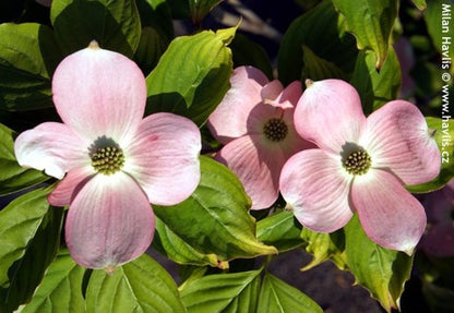 Stellar Pink® Dogwood (Cornus x &