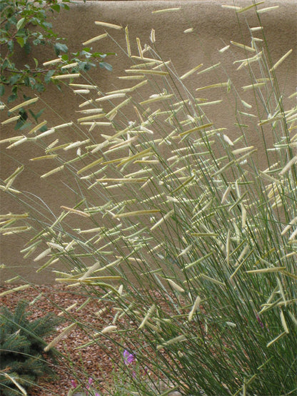 Blonde Ambition Blue Grama Grass (Bouteloua &