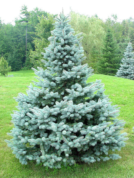 Baby Blue Spruce (Picea pungens &