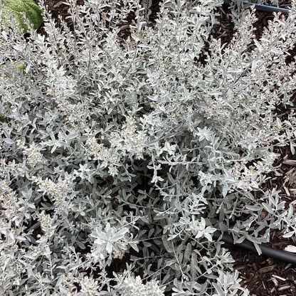 GardenGhost™ Artemesia (Artemisia garden &