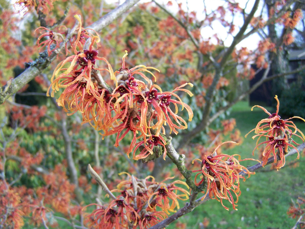Copper Beauty Witchhazel (Hamamelis x intermedia &