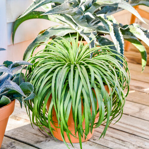 Bad Hair Day Mangave (Mangave &