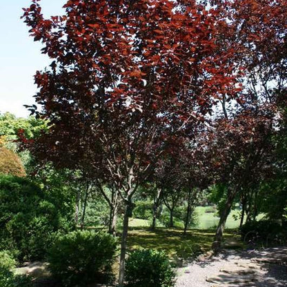 Cherry Plum (Prunus C &