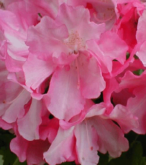 Yaku Prince Rhododendron (Rhododendron &
