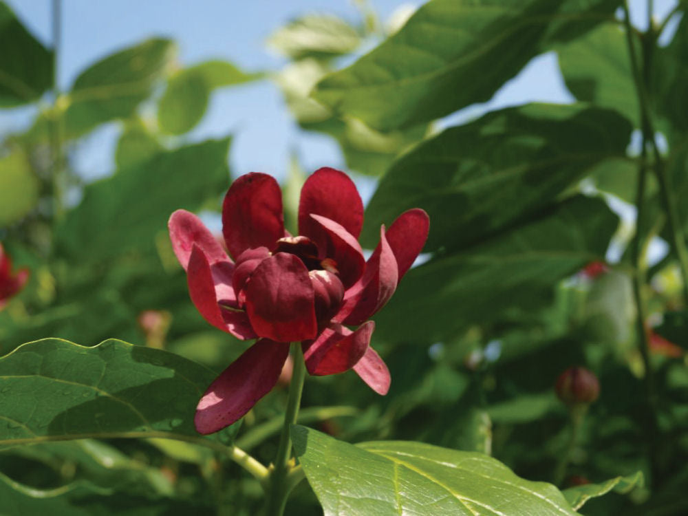 Proven Winners Aphrodite Sweetshrub