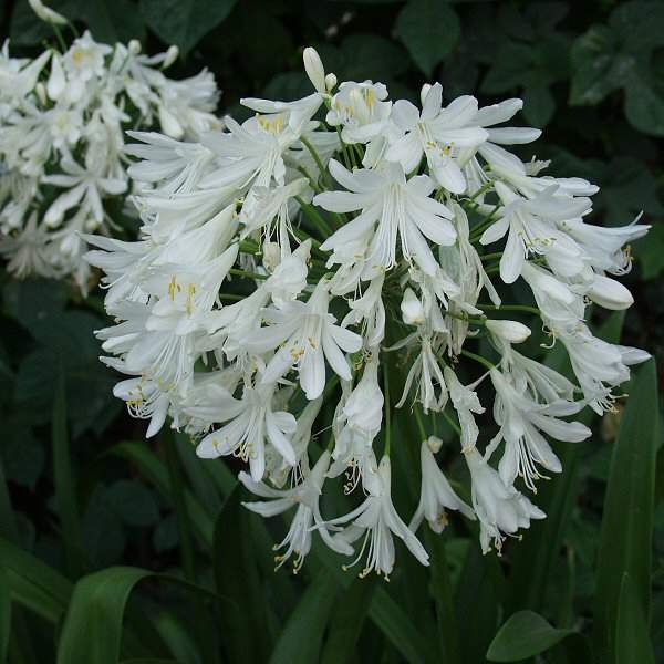 Getty White Lily of the Nile (Agapanthus africanus &