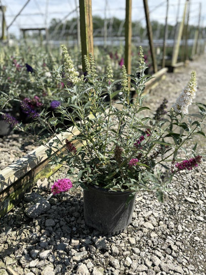 Buddleia Perfecta Trifecta (Buddleia davidii BUZZ series ‘Sky Blue’, ‘Hot Raspberry’, “ivory’) - QT
