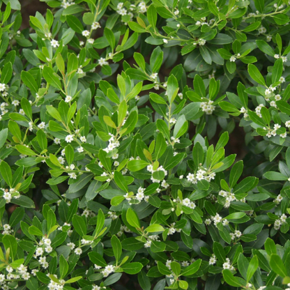 Compact Japanese Holly (Ilex crenata &