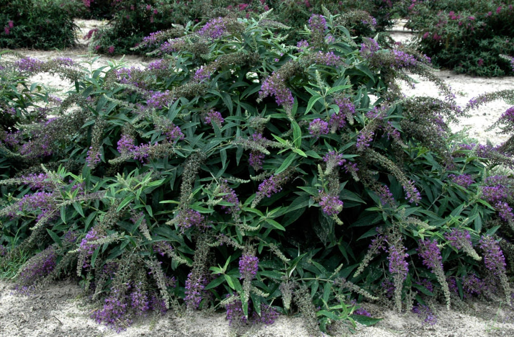 Proven Winners® Color Choice® Lo &amp; Behold® Purple Haze Butterfly Bush (Buddleia x &