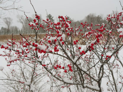 Berry Heavy® Winterberry Holly (Ilex verticillata &