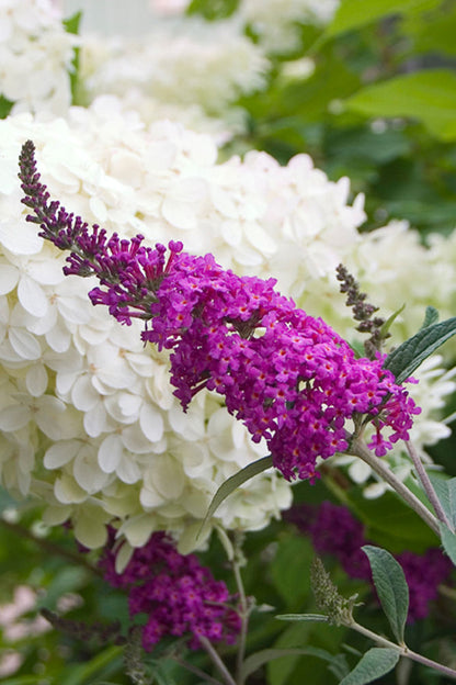 Proven Winners® Color Choice® Miss Ruby Butterfly Bush (Buddleia x &