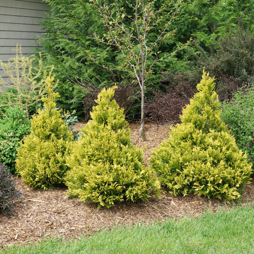Proven Winners® Color Choice® Soft Serve® Gold False Cypress (Chamaecyparis pisifera &