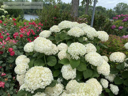 INCREDIBALL STORM PROOF™ Smooth Hydrangea (HydranHydrangeagea arborescens ‘Incrediball Storm Proof’) - QT