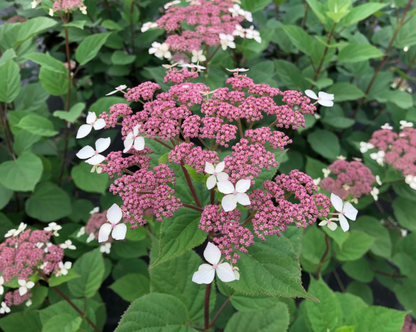 Invincibelle Lace® Smooth hydrangea (Hydrangea arborescens &