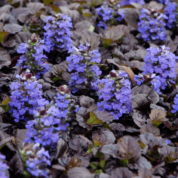 Black Scallop Bugleweed (Ajuga reptans &