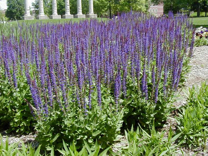 East Friesland Meadow Sage (Salvia nemorosa &