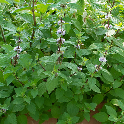 Hillary’s Sweet Lemon Mint (Mentha ‘Hillary’s Sweet Lemon’) - QT