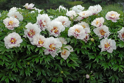 Cora Louise Itoh Peony (Paeonia x &