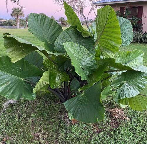 Dark Star Elephant Ear (Alocasia &
