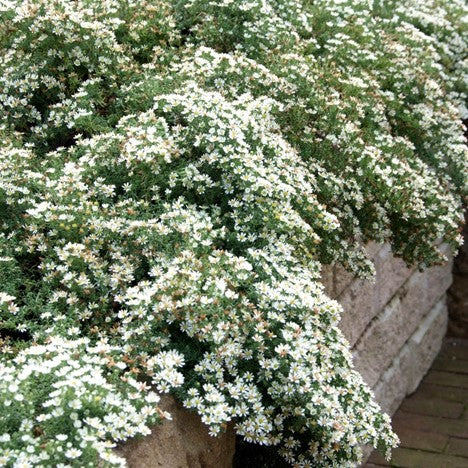 Snow Flurry Aster (Aster ericoides &