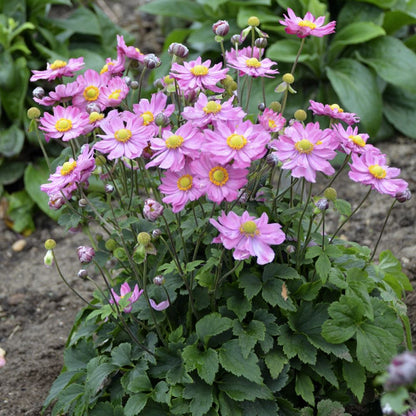 Curtain Call Pink Japanese Anemone (Anemone &