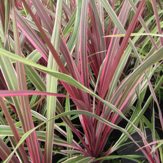 Cordyline Can Can (Cordyline dance &