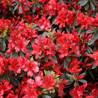 Hot Shot Azalea (Azalea x &