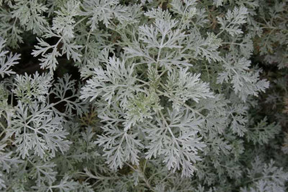 Powis Castle Artemisia (Artemisia x &
