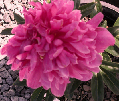 Kansas Red Peony (Paeonia japonica &