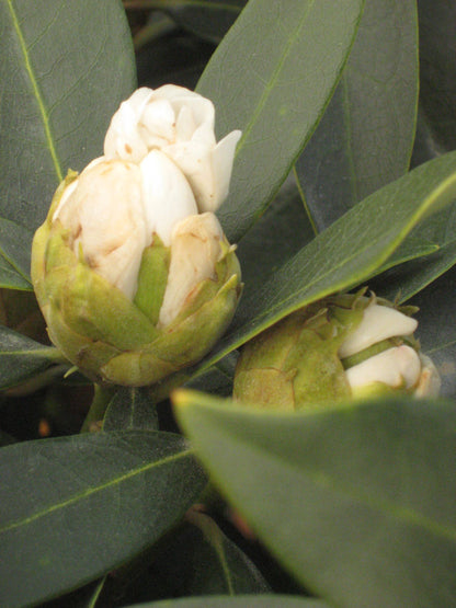 Chionoides Rhododendron (Rhododendron chionoides &