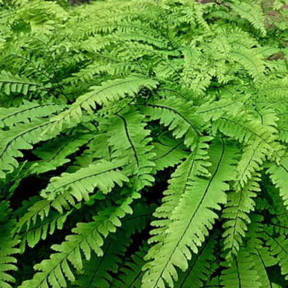 Five Finger Maidenhair Fern (Adiantum &
