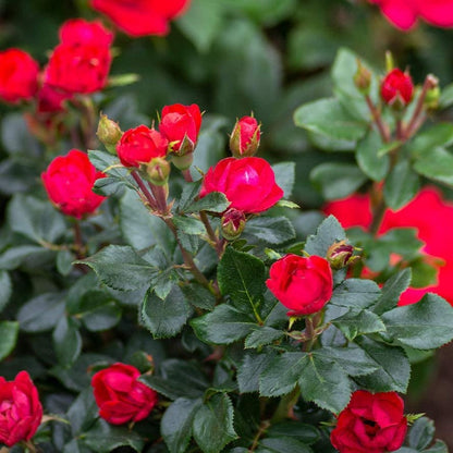 Petite Knock Out® Rose  (Rosa K.O &