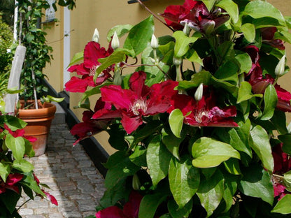 Clematis Jie™ (Clematis &