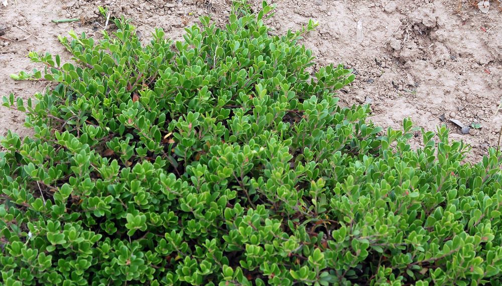 Massachusetts Bearberry (Arctostaphylos uva-ursi &