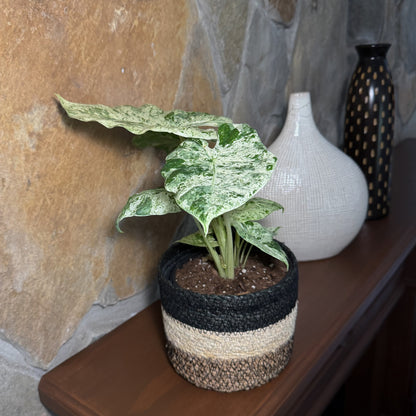 Alocasia Blizzard (Alocasia Odora &