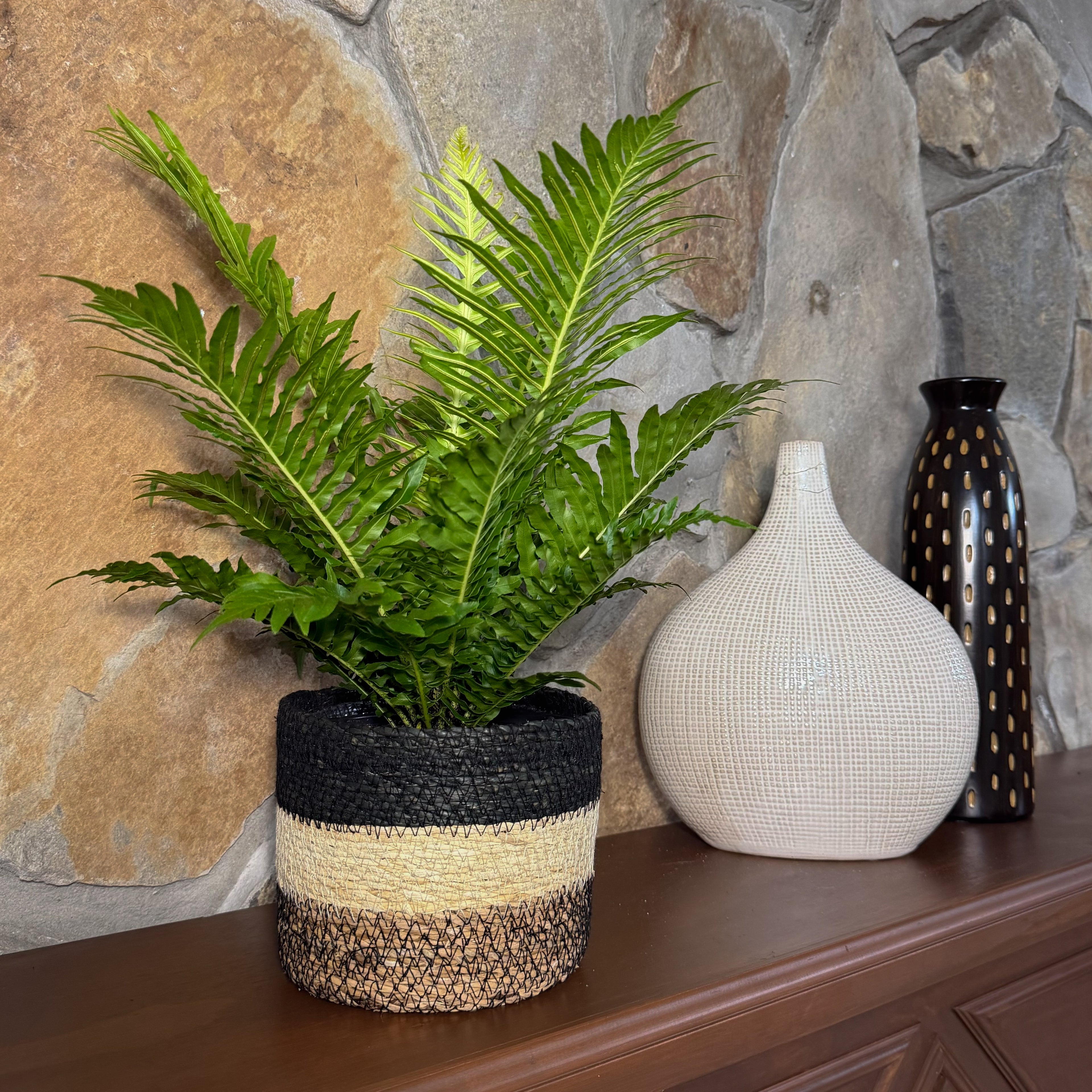 Silver Lady Tree Fern (Blechnum Gibbum &