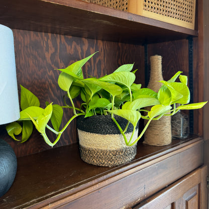 Pothos Neon Hanging Basket (Epipremnum Aureum &