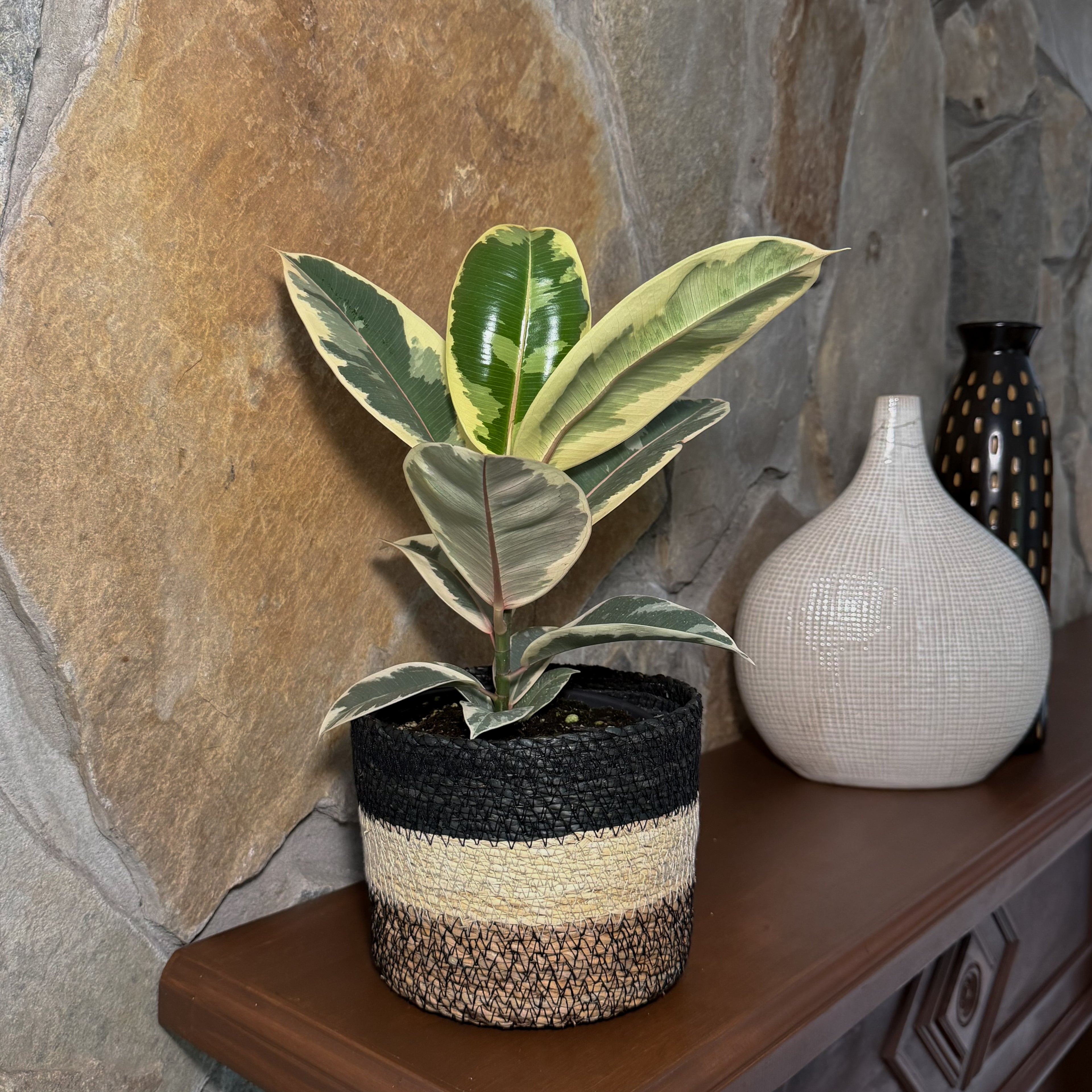 Variegated Rubber Plant (Ficus Elastica &
